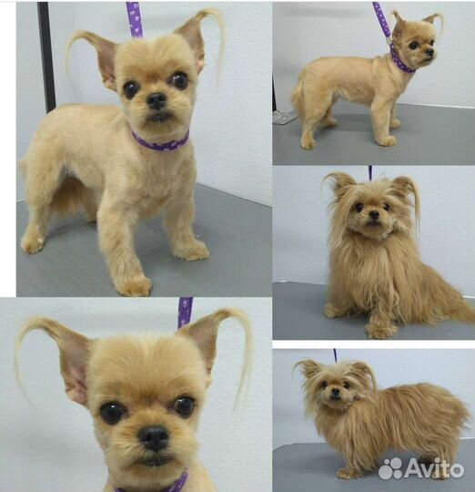 Груминг.Стрижка собак и кошек