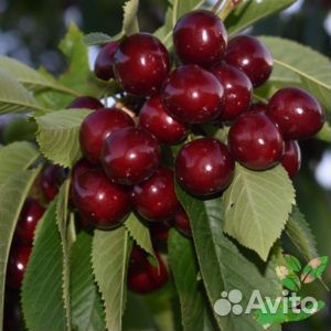 Черешня Ипуть