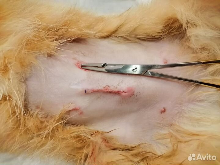 Стерилизация и кастрация кошек и собаки