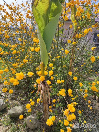 Банановая пальма