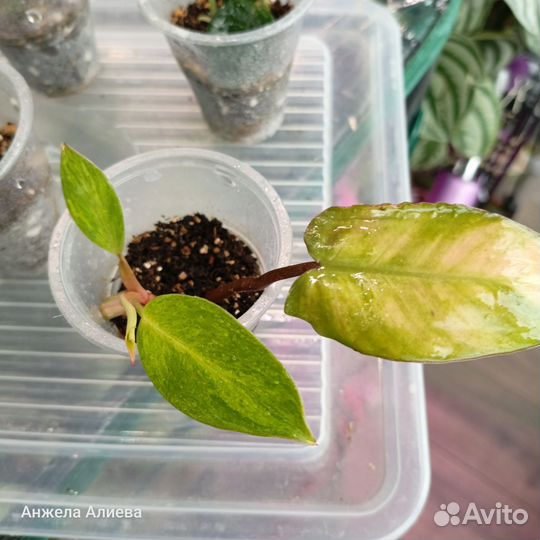 Филодендроны, монстеры