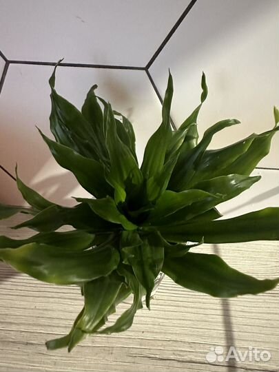 Драцена компакта