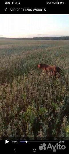 Курцхаар вязка