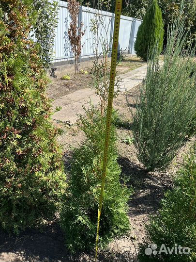 Туя смарагд