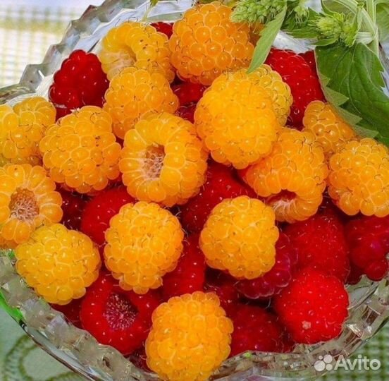 Малина разная саженцы