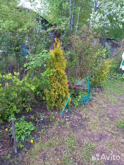 Туя заподная Голд Смарагд,Брабант