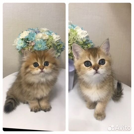 Кошки