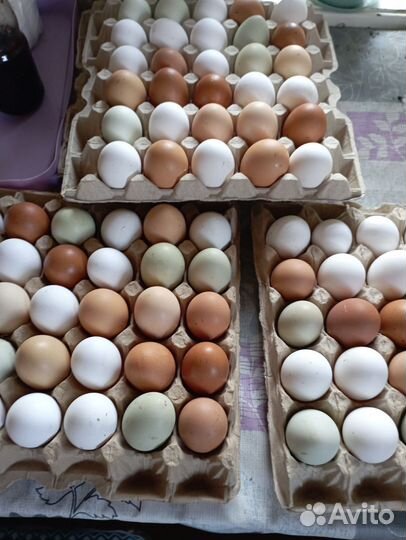Яйца на инкубацию
