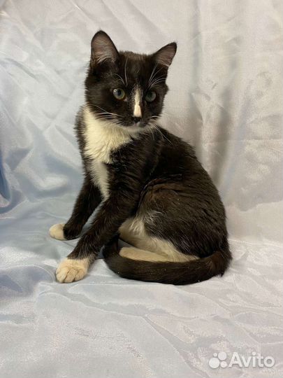 Котёнок в дар