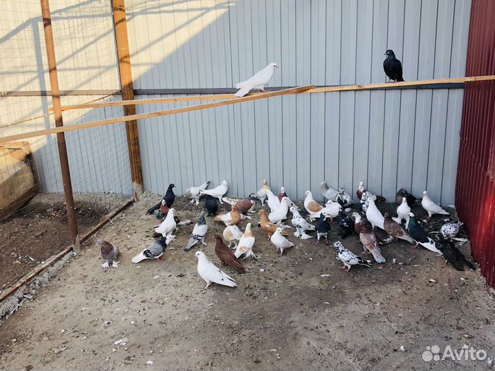 Голуби продажа бойные