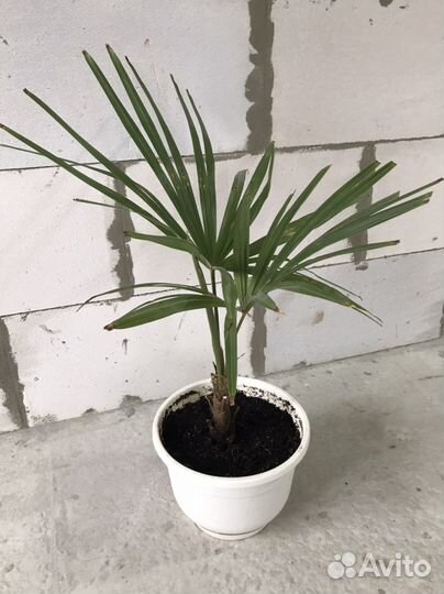 Пальма Трахикарпус Форчуна