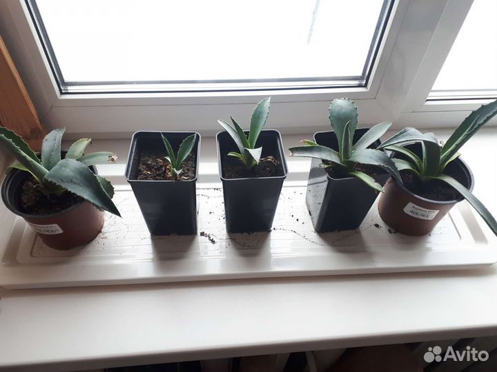 Агава голубая