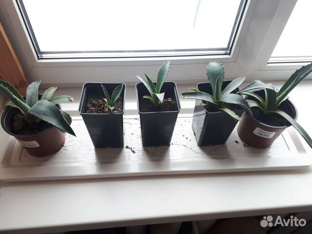 Агава голубая