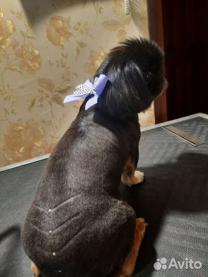 Стрижка собак (груминг) на дому