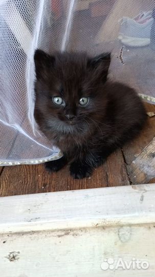 Очаровательный котенок