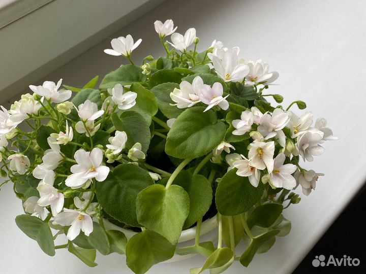 Фиалка трейлерные