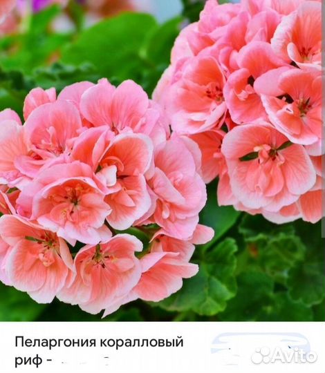 Пеларгония герань сортовая