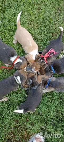 Бигль щенки