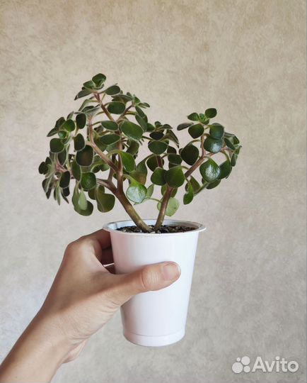 Дерево любви аихризон