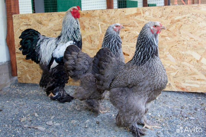 Брама разных окрасов ия