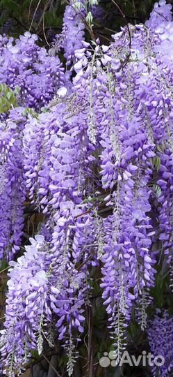 Глициния саженцы