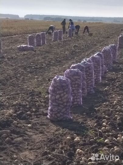 Продам картофель