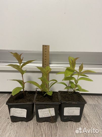 Вейгела Голд Джинс