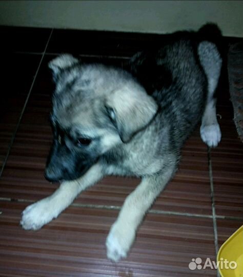 Друг И охранник