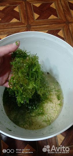 Растение для аквариума