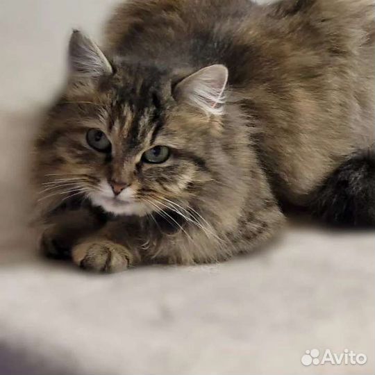 Сибирская кошка метис в добрые руки