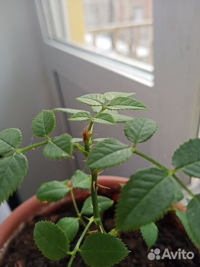 Комнатные цветы розы