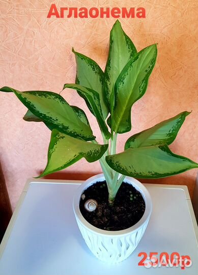 Фикус,Диффенбахия, Молочай гранта