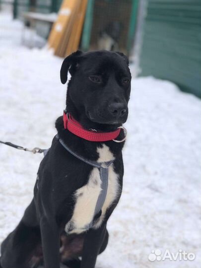 Жизнерадостный пёс из приюта ищет семью