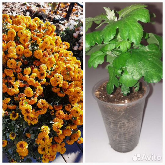 Хризантемы петуния лобелия