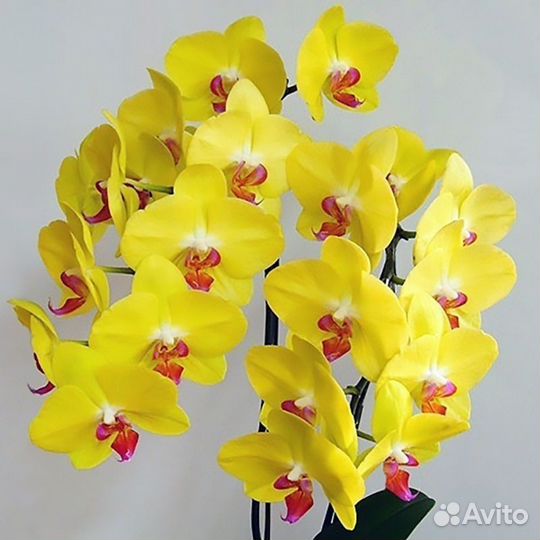 Орхидея Фуллер сансет