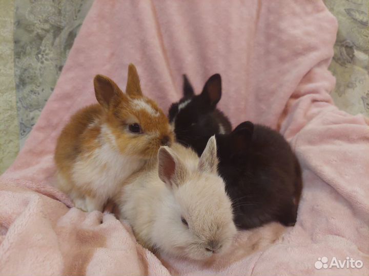 Декоративный кролик