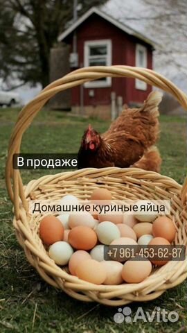 Яйцо домашнее куриное. Инкубационное яйцо куриное