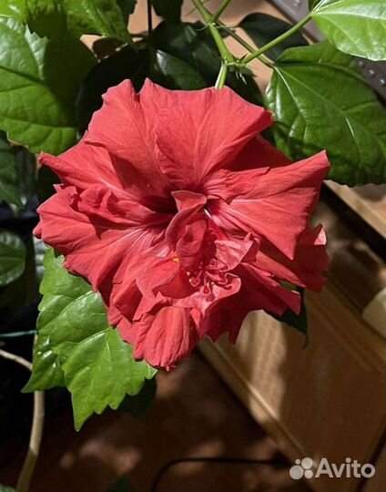 Гибискус, кливия, папортник