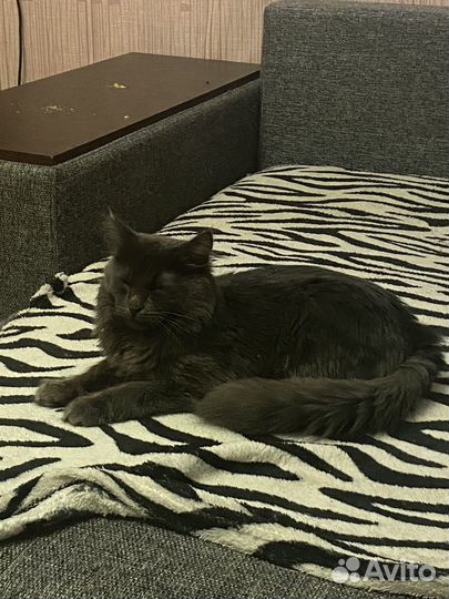 Кот в добрые руки бесплатно