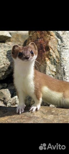 Норка Соболь Хорёк Ласка с доставкой по РФ