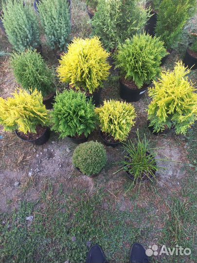 Можжевельник блю эрроу