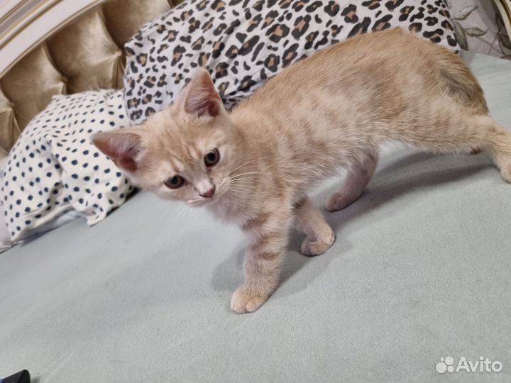 Котята британской породы