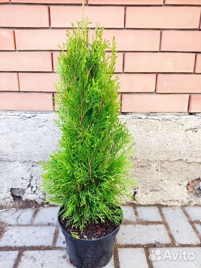 Туя смарагд