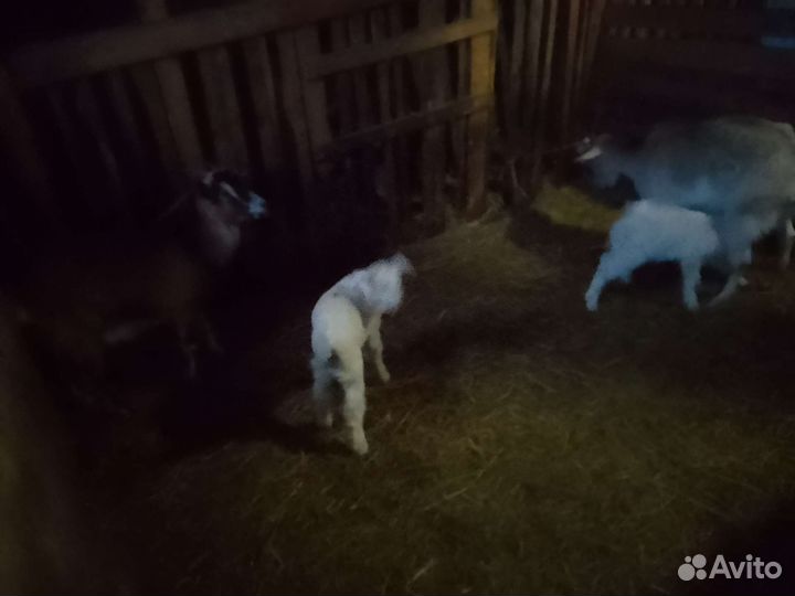 Продам коз с козлятами