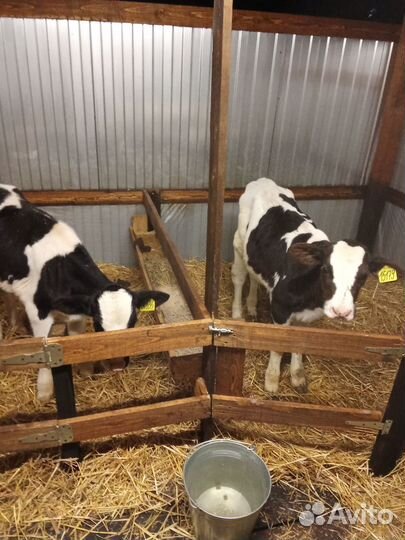 Продаются телята, бычки