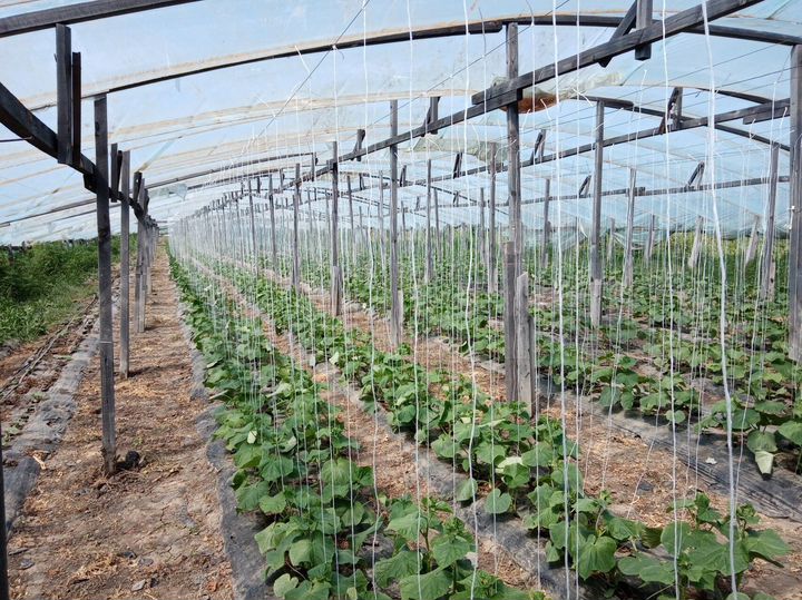 Участок 6,56 га (СНТ, ДНП)