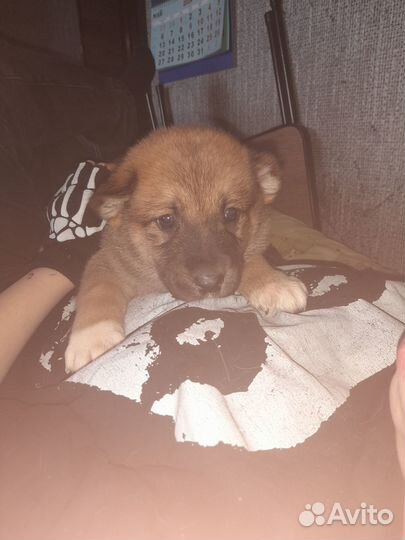 Щенки алабая