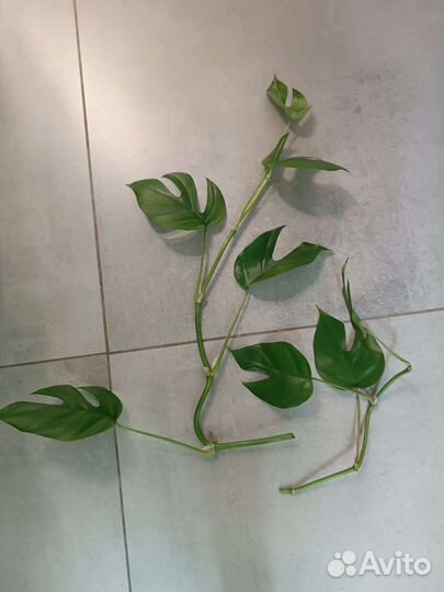 Рафидофора тетрасперма