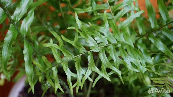 Нефролеписы разные