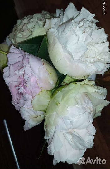 Корни пионов сортов А Скакодуба